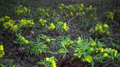 视频滑块裸子植物精子敖德萨努姆短暂的花黄色的樱草野生罕见的视图红色的书乌克兰<strong>视频拍摄</strong>滑块